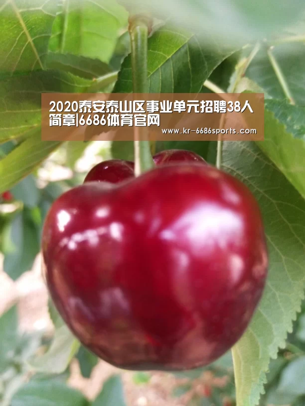 6686体育官网